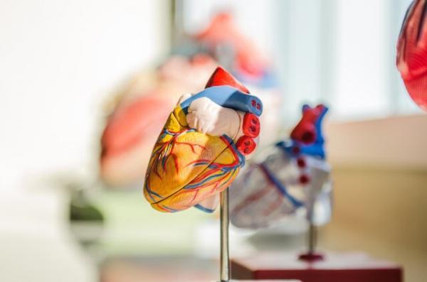 قلب مصنوعی نو با قابلیت تنظیم اتوماتیک ابداع شد