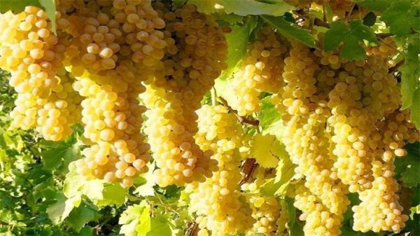 توسعه کشت ارقام نو وارداتی انگور در شاهرود