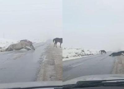 ببینید ، لحظه لیز خوردن سه اسب روی یخ وسط جاده ، واکنش راننده خودرو عبوری را ببینید