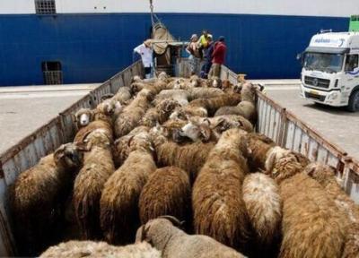 نرخ نو بره نر پروار و گوساله ، هر کیلو گوساله زنده در بازار تهران چند؟